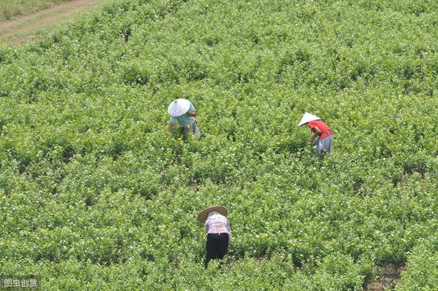 蒋家坡富硒茶6号(蒋家坡富硒茶的价钱)-硒宝网