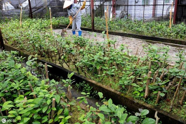 蒋家坡富硒茶6号(蒋家坡富硒茶的价钱)-硒宝网