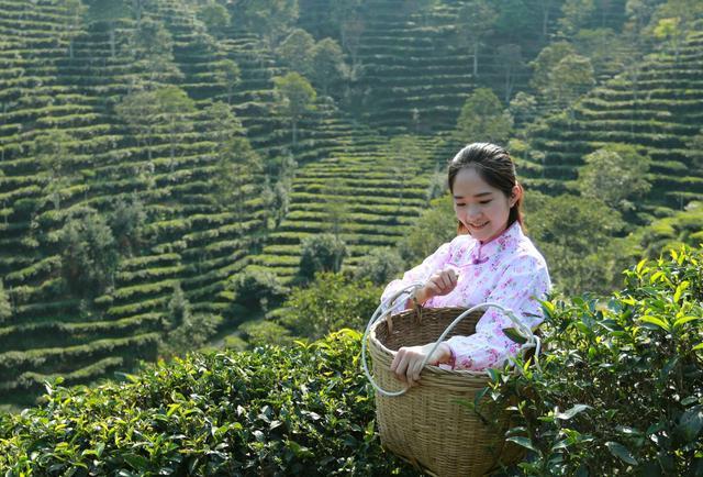 蒋家坡富硒茶6号(蒋家坡富硒茶的价钱)-硒宝网
