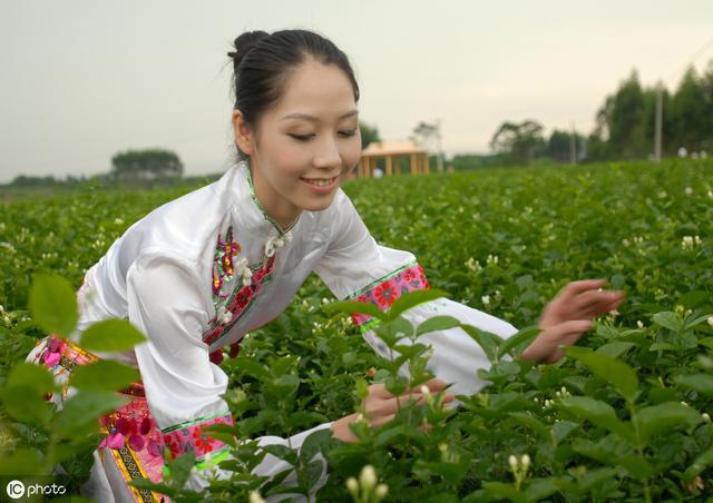 蒋家坡富硒茶6号(蒋家坡富硒茶的价钱)-硒宝网