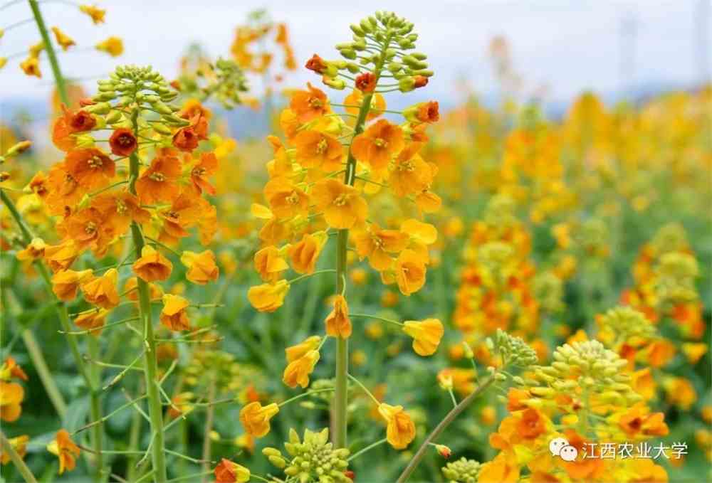 富硒茶的实施方案（富硒茶营销策划方案）-硒宝网