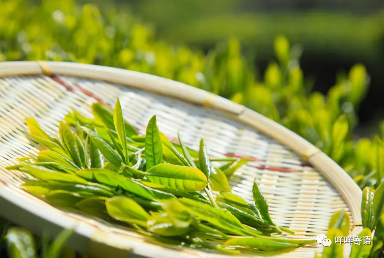 富硒茶过期能喝不(过期茶叶能喝)-硒宝网