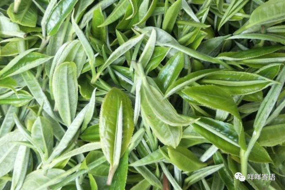 富硒茶过期能喝不(过期茶叶能喝)-硒宝网