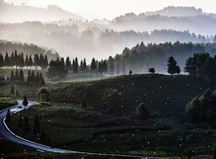 开阳富硒茶多少钱(开阳富硒茶园)-硒宝网