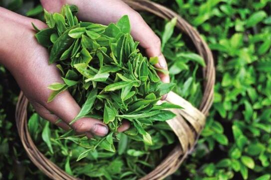 富硒茶有什么功郊(富硒茶叶)-硒宝网