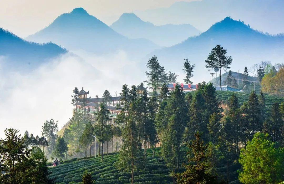 镇巴怡溪春富硒茶(镇巴怡溪春多少钱一斤)-硒宝网