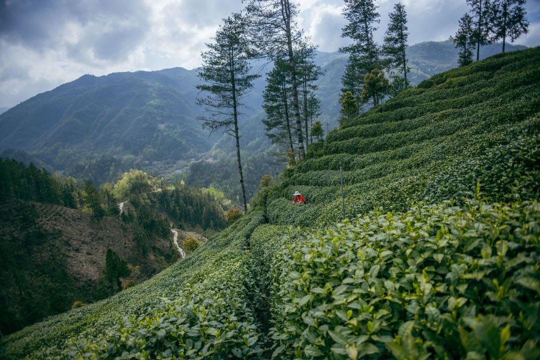 镇巴怡溪春富硒茶(镇巴怡溪春多少钱一斤)-硒宝网
