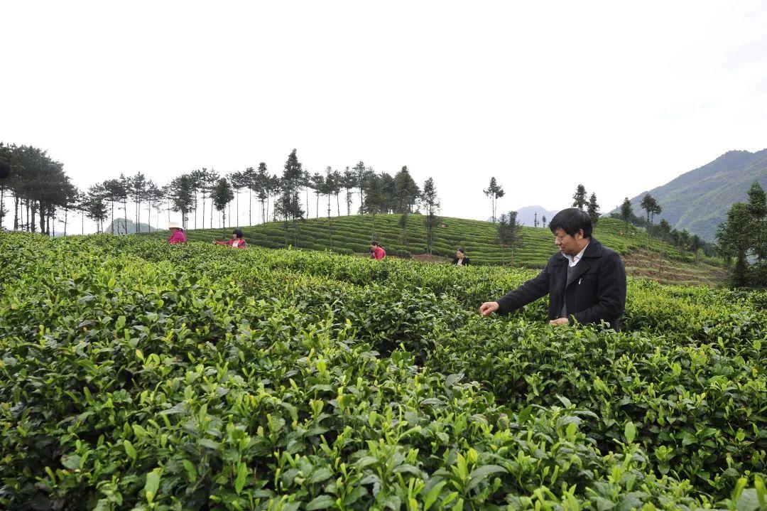 镇巴怡溪春富硒茶(镇巴怡溪春多少钱一斤)-硒宝网