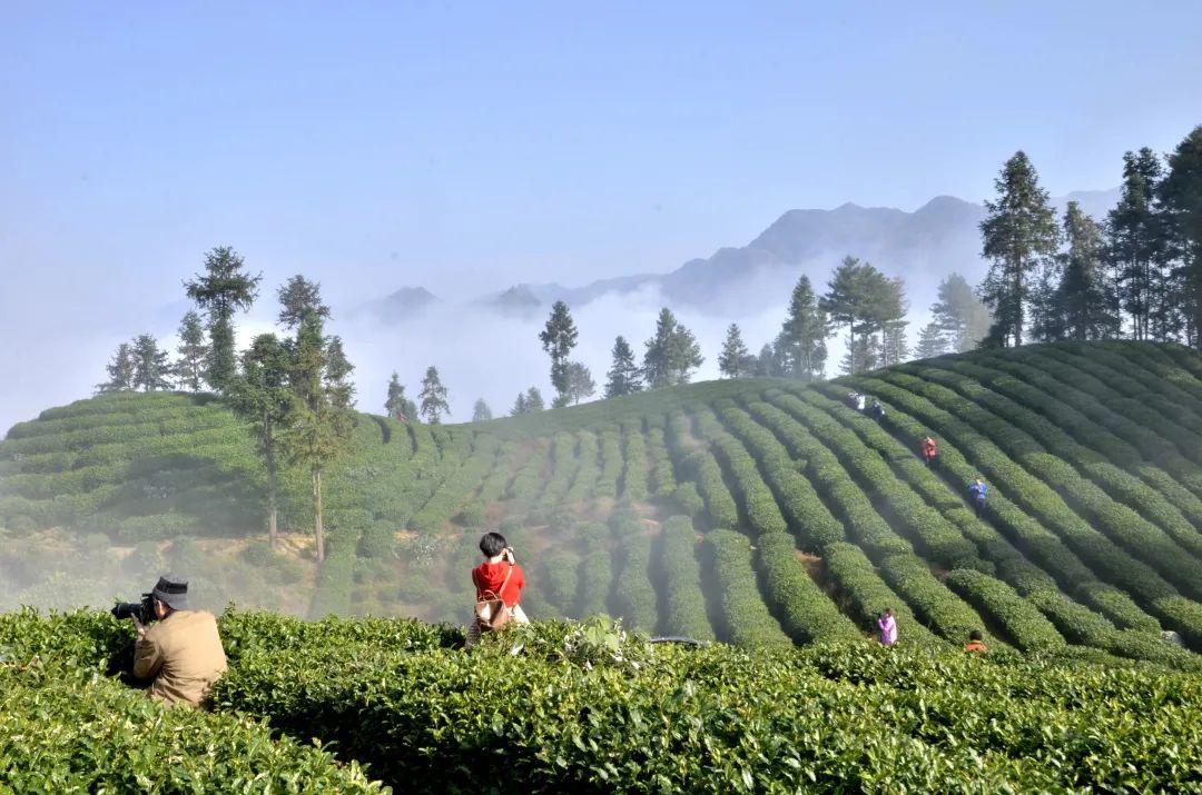 镇巴怡溪春富硒茶(镇巴怡溪春多少钱一斤)-硒宝网