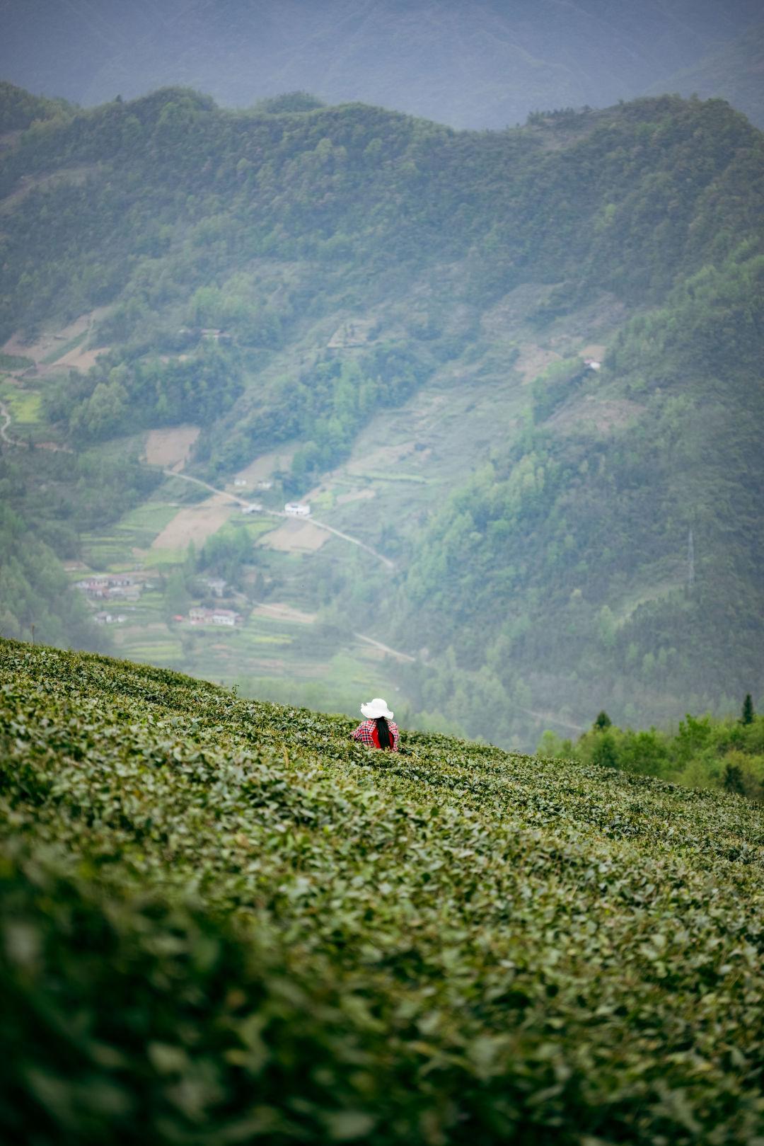 镇巴怡溪春富硒茶(镇巴怡溪春多少钱一斤)-硒宝网