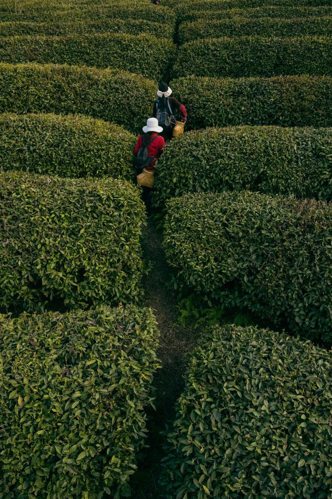 镇巴怡溪春富硒茶(镇巴怡溪春多少钱一斤)-硒宝网