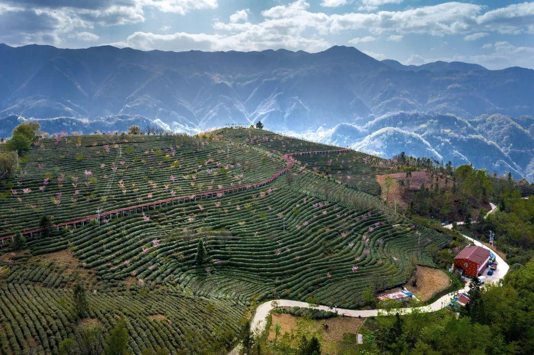 镇巴怡溪春富硒茶(镇巴怡溪春多少钱一斤)-硒宝网