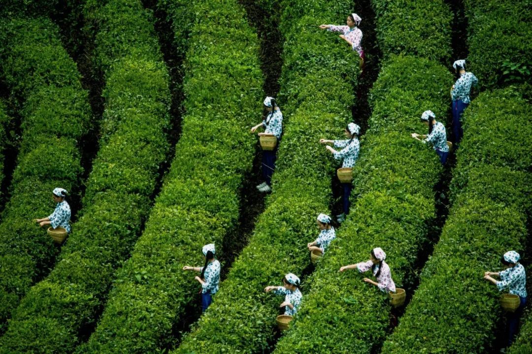 旺园春紫阳富硒茶(旺源春紫阳富硒茶)-硒宝网