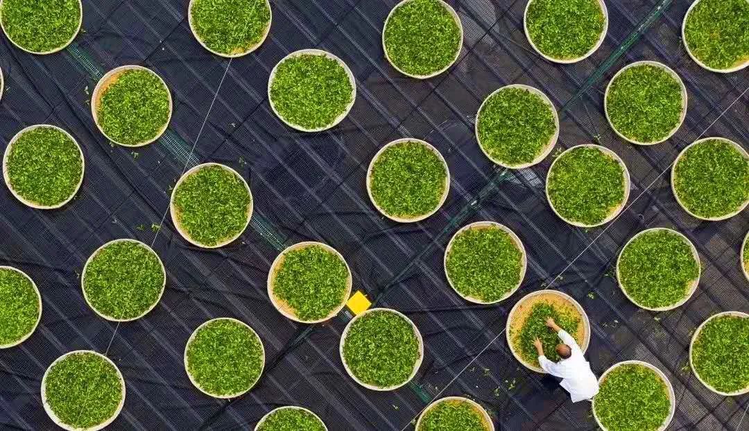 旺园春紫阳富硒茶(旺源春紫阳富硒茶)-硒宝网