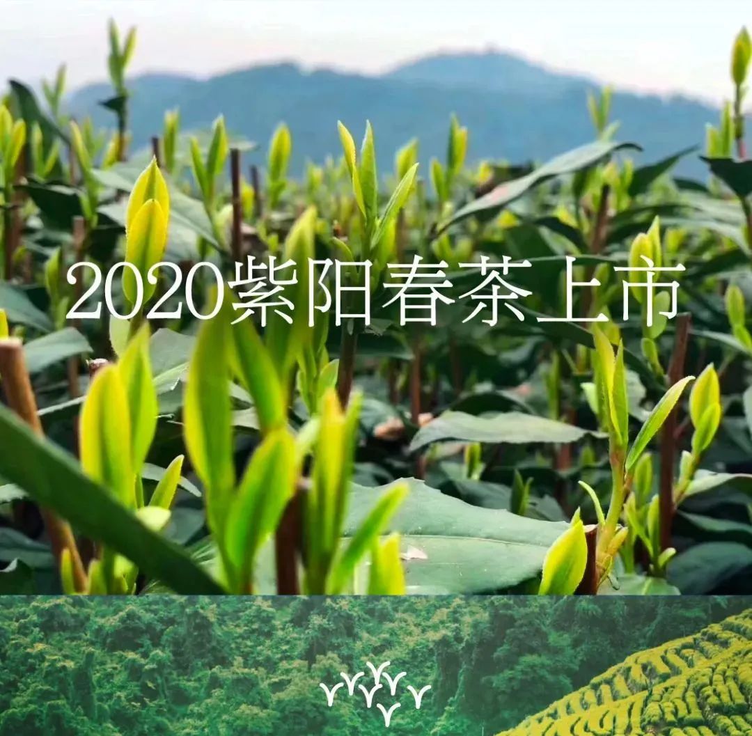 旺园春紫阳富硒茶(旺源春紫阳富硒茶)-硒宝网