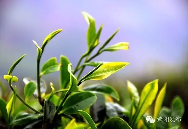 紫阳县富硒茶名牌(紫阳富硒茶厂)-硒宝网