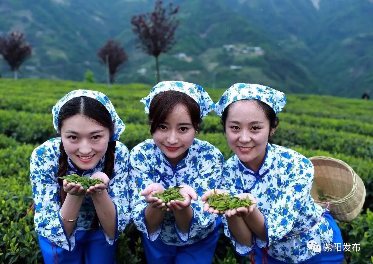 紫阳县富硒茶名牌(紫阳富硒茶厂)-硒宝网