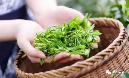 紫阳县富硒茶名牌(紫阳富硒茶厂)-硒宝网