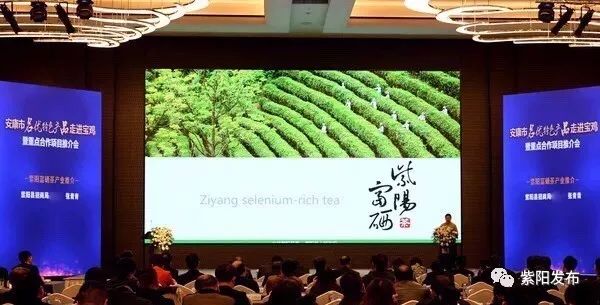 紫阳县富硒茶名牌(紫阳富硒茶厂)-硒宝网