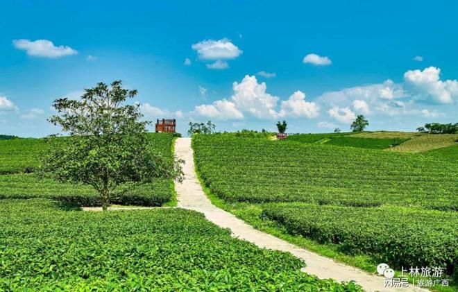 黄山高山茶富硒茶(高山富硒茶功效)-硒宝网