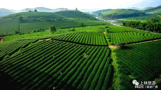 黄山高山茶富硒茶(高山富硒茶功效)-硒宝网