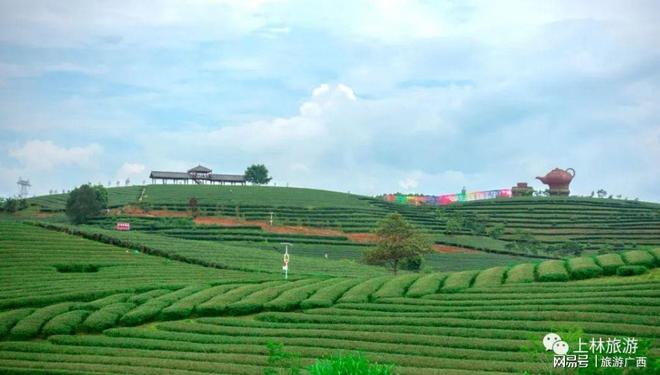 黄山高山茶富硒茶(高山富硒茶功效)-硒宝网