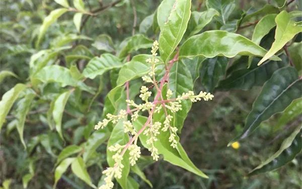 失眠能喝富硒茶吗（失眠能喝茶富硒吗）-硒宝网