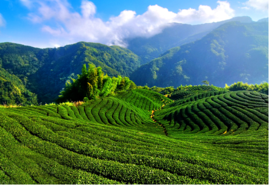 失眠能喝富硒茶吗(失眠能喝茶叶茶吗)-硒宝网