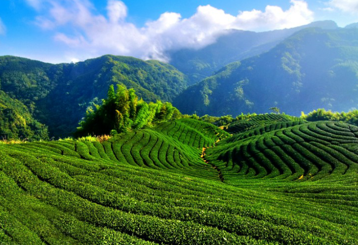 富硒茶对胃有刺激(胃茶刺激富硒有效果吗)-硒宝网