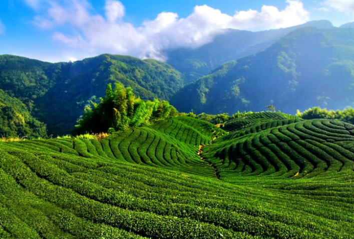 富硒茶对胃有刺激(胃茶刺激富硒有效果吗)-硒宝网