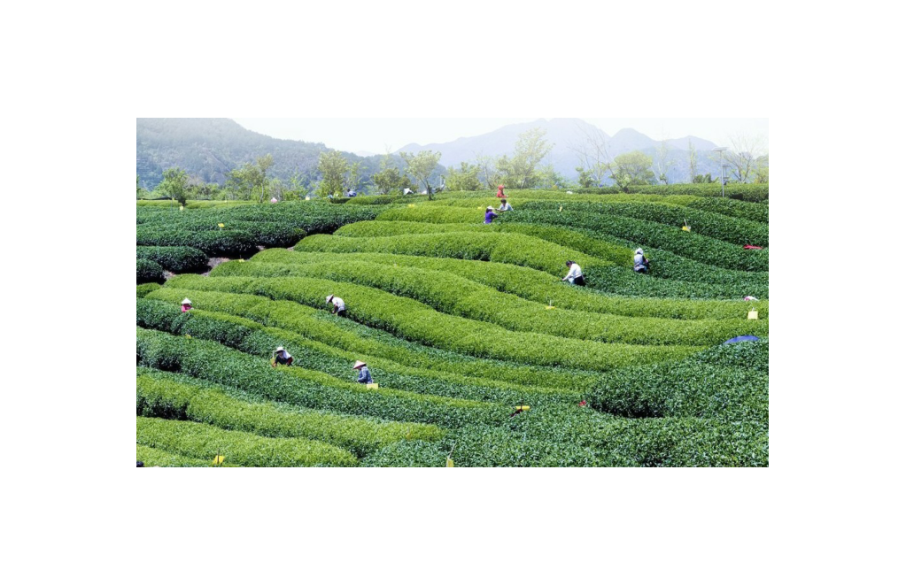 富硒茶对胃有刺激(胃茶刺激富硒有效果吗)-硒宝网