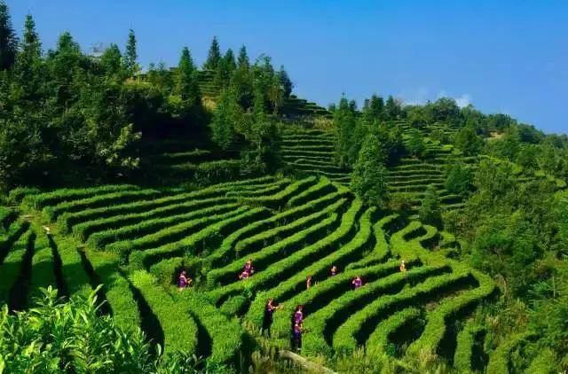 巴东神农溪富硒茶(巴东神农溪旅游区门票多少钱)-硒宝网