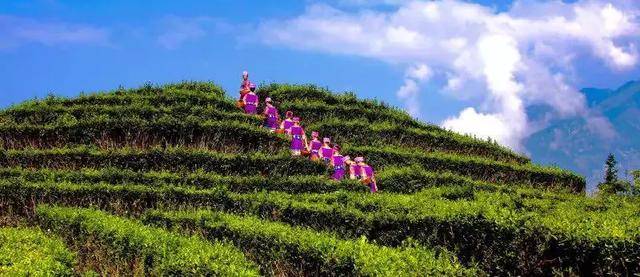 巴东神农溪富硒茶(巴东神农溪旅游区门票多少钱)-硒宝网