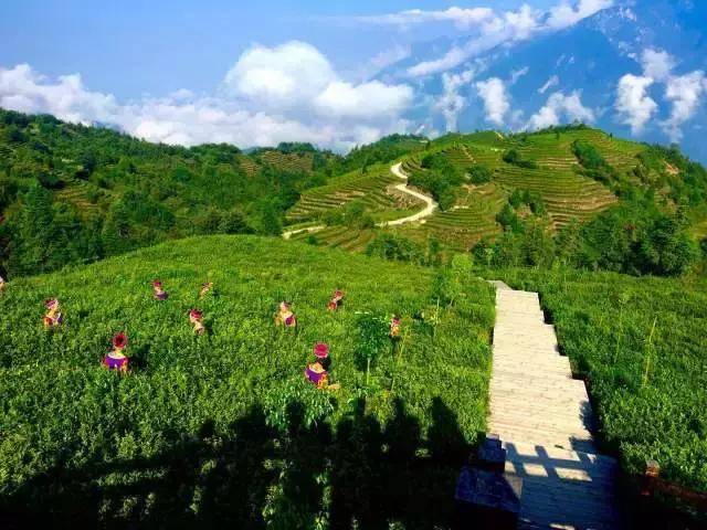 巴东神农溪富硒茶(巴东神农溪旅游区门票多少钱)-硒宝网