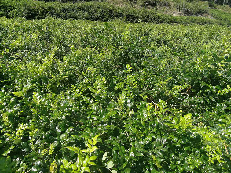 富硒野茶 张家界（张家界富硒农业发展有限公司）-硒宝网