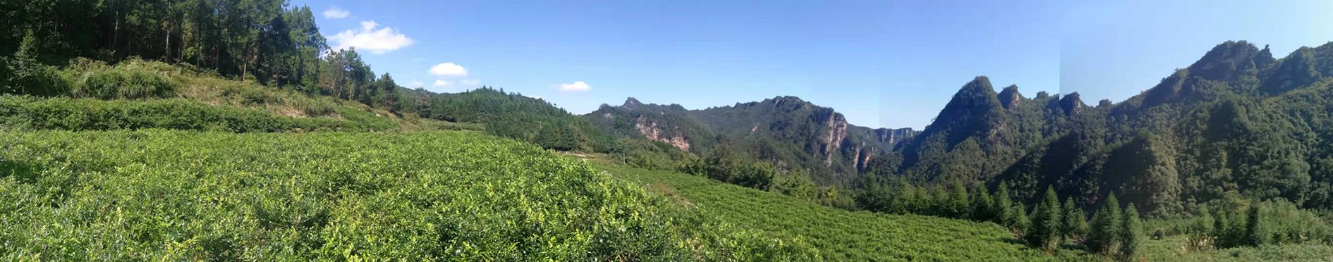 富硒野茶 张家界（张家界富硒农业发展有限公司）-硒宝网