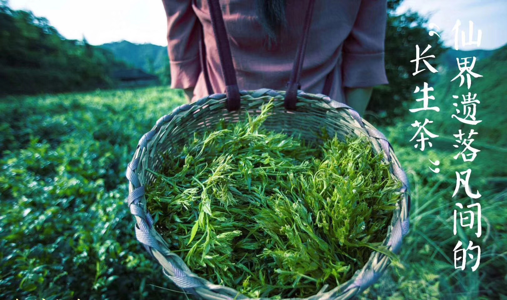 富硒野茶 张家界（张家界富硒农业发展有限公司）-硒宝网