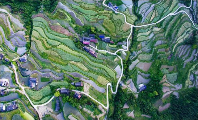 富硒野茶 张家界（张家界富硒莓茶）-硒宝网