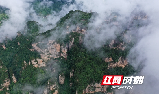 富硒野茶 张家界（张家界富硒莓茶）-硒宝网