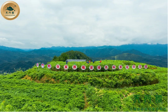 富硒野茶 张家界（张家界富硒莓茶）-硒宝网