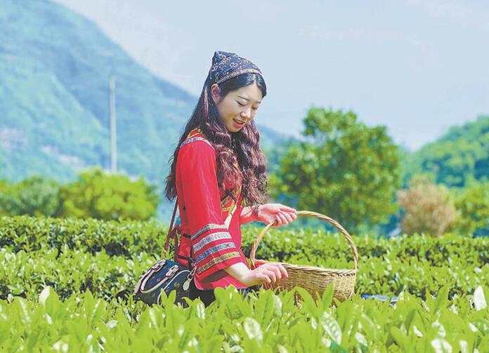 富硒野茶 张家界(张家界土壤富硒的乡村)-硒宝网