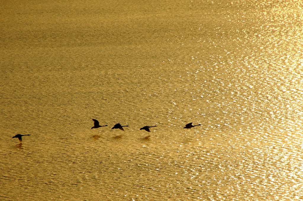 安徽珂田富硒野茶（安徽野山茶功效与作用）-硒宝网