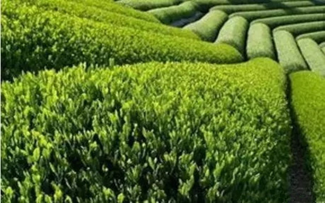 天方富硒茶代言人（天方富硒水）-硒宝网