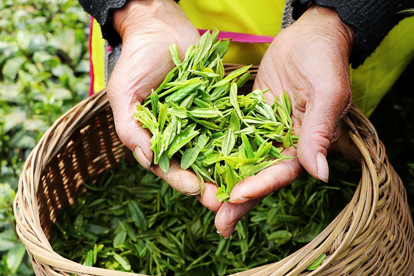 天方富硒茶代言人（天方富硒水）-硒宝网