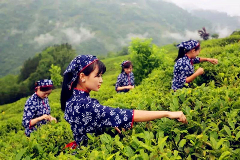 天方富硒茶代言人（天方富硒水）-硒宝网