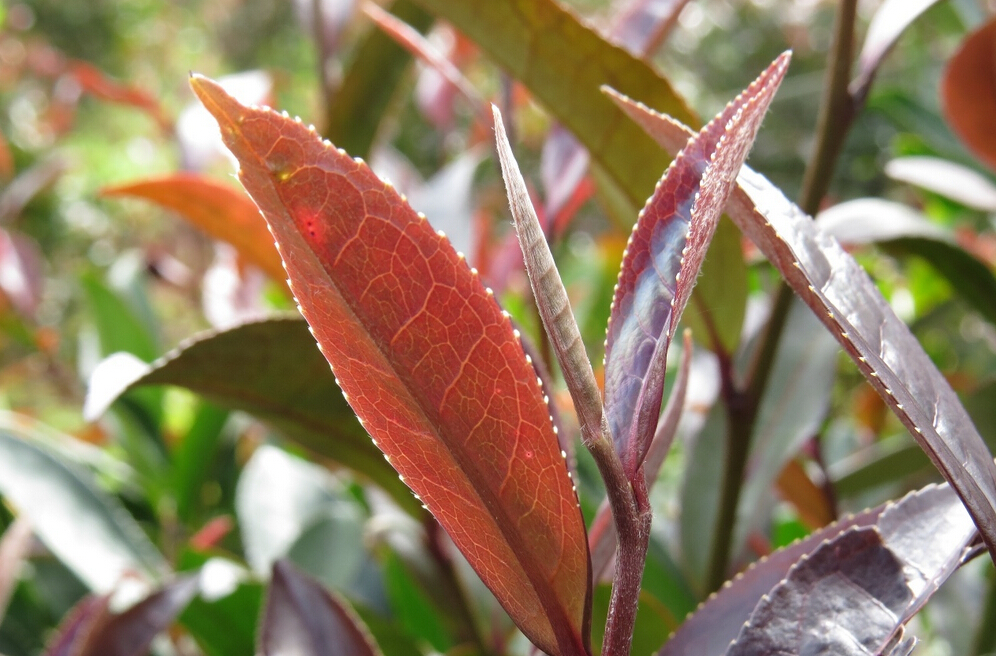 紫阳富硒茶直销网(紫阳富硒茶品种和单价)-硒宝网