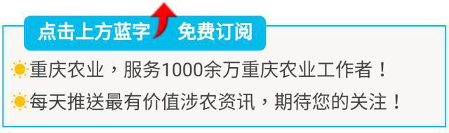 良禾山富硒茶价格（良禾山石台硒茶）-硒宝网