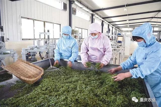 良禾山富硒茶价格（良禾山石台硒茶）-硒宝网