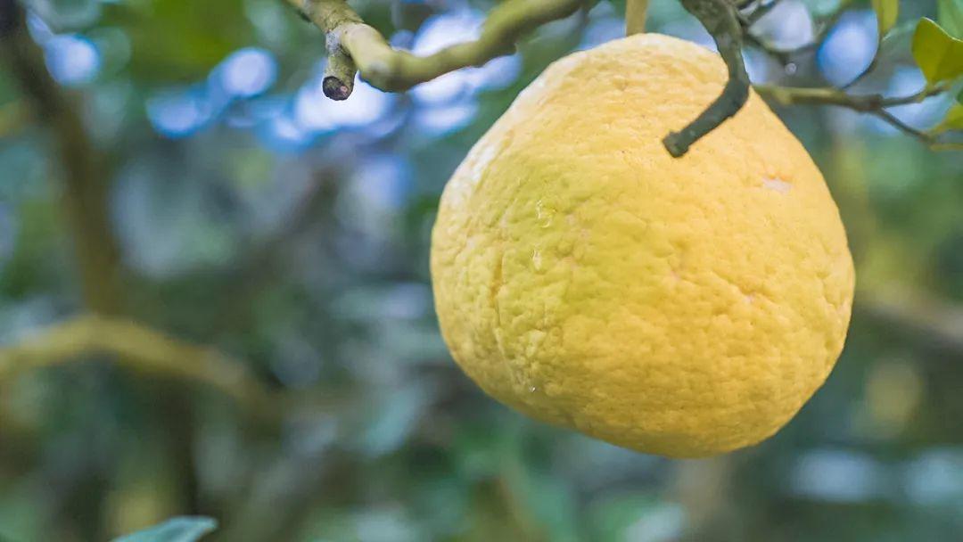 什么叫富硒柚子茶（柚子茶叫富硒吗）-硒宝网