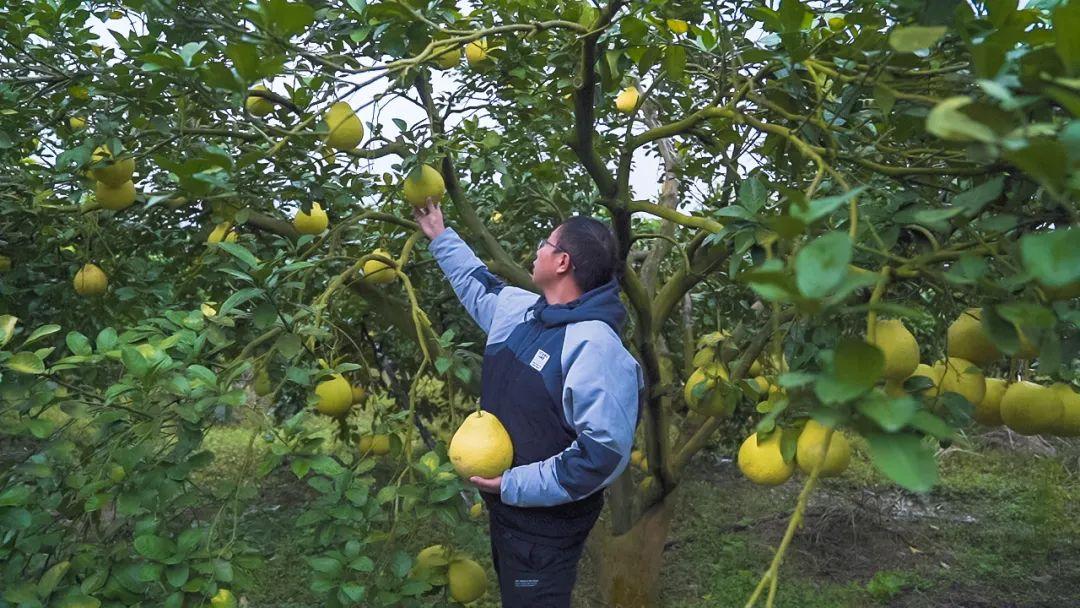 什么叫富硒柚子茶（柚子茶叫富硒吗）-硒宝网